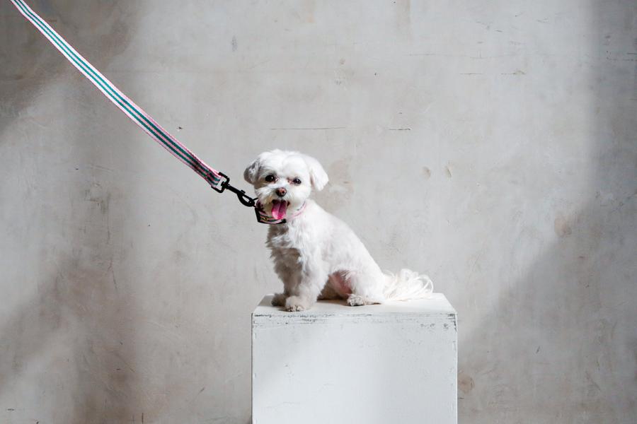 small white dog with pink leash and matching dog collar