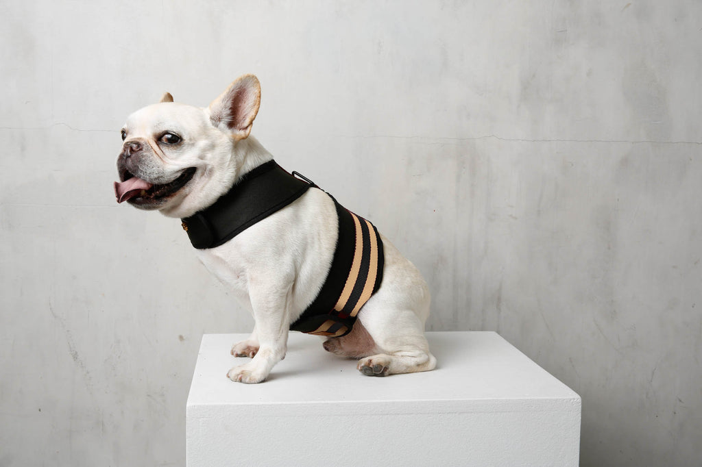 french bulldog in comfortable black dog harness