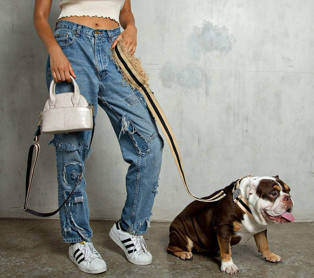girl with dog leash for city on english bulldog