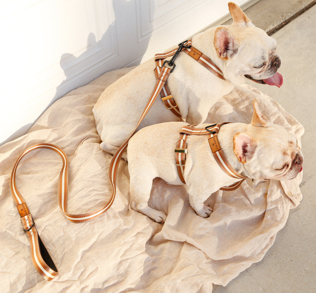 Le Luxe Dog Harness