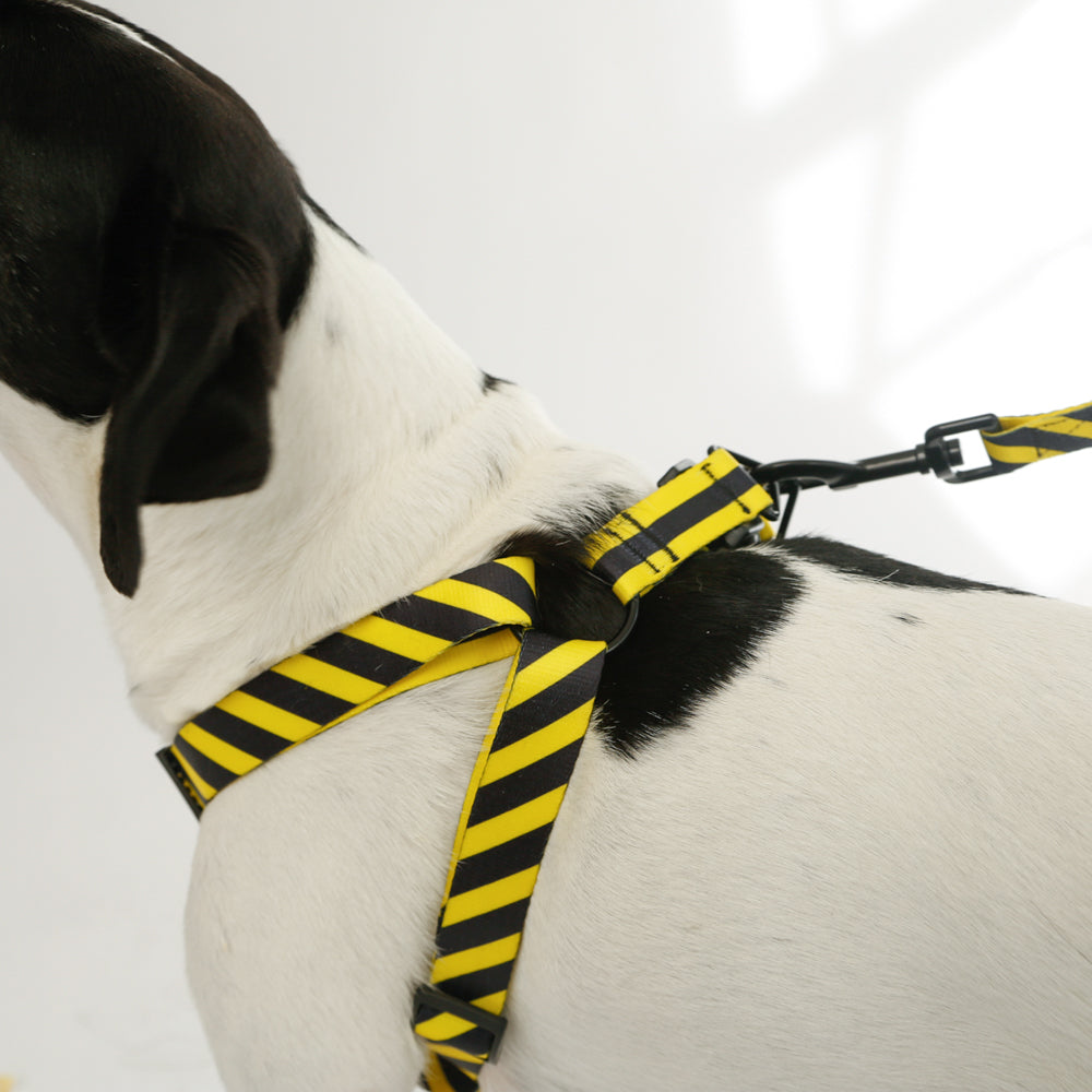 yellow black sport dog harness 
