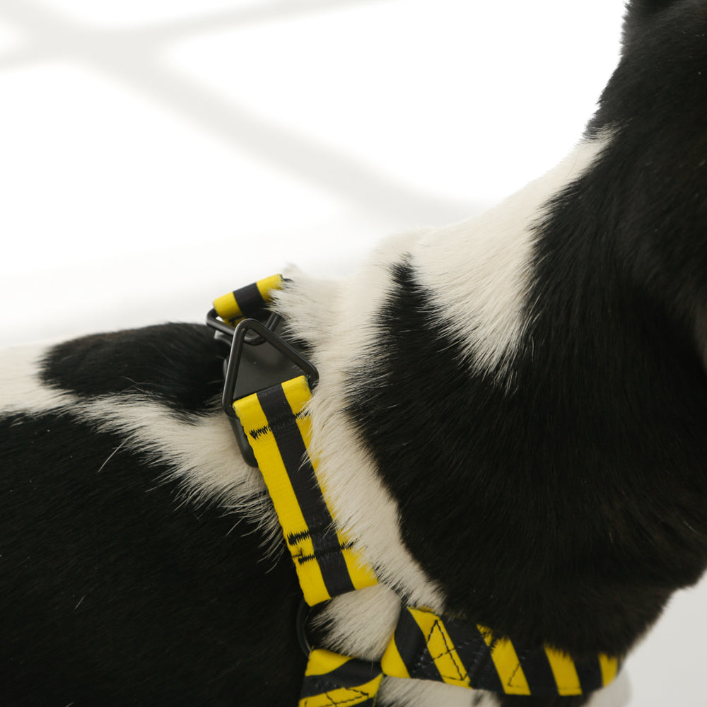 yellow black dog harness close up triangle rings