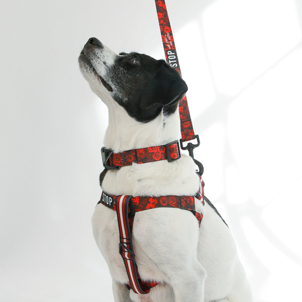 medium dog in rose dog harness collar and leash