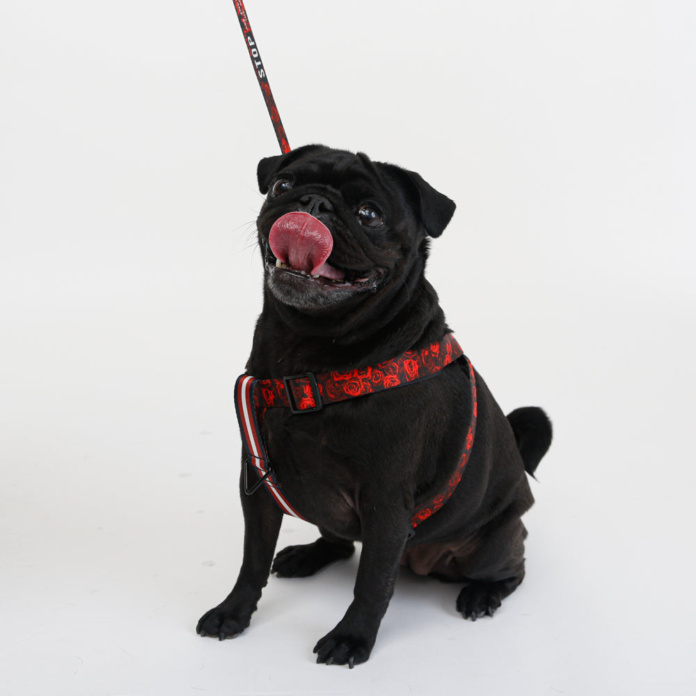 black pug with red rose dog harness