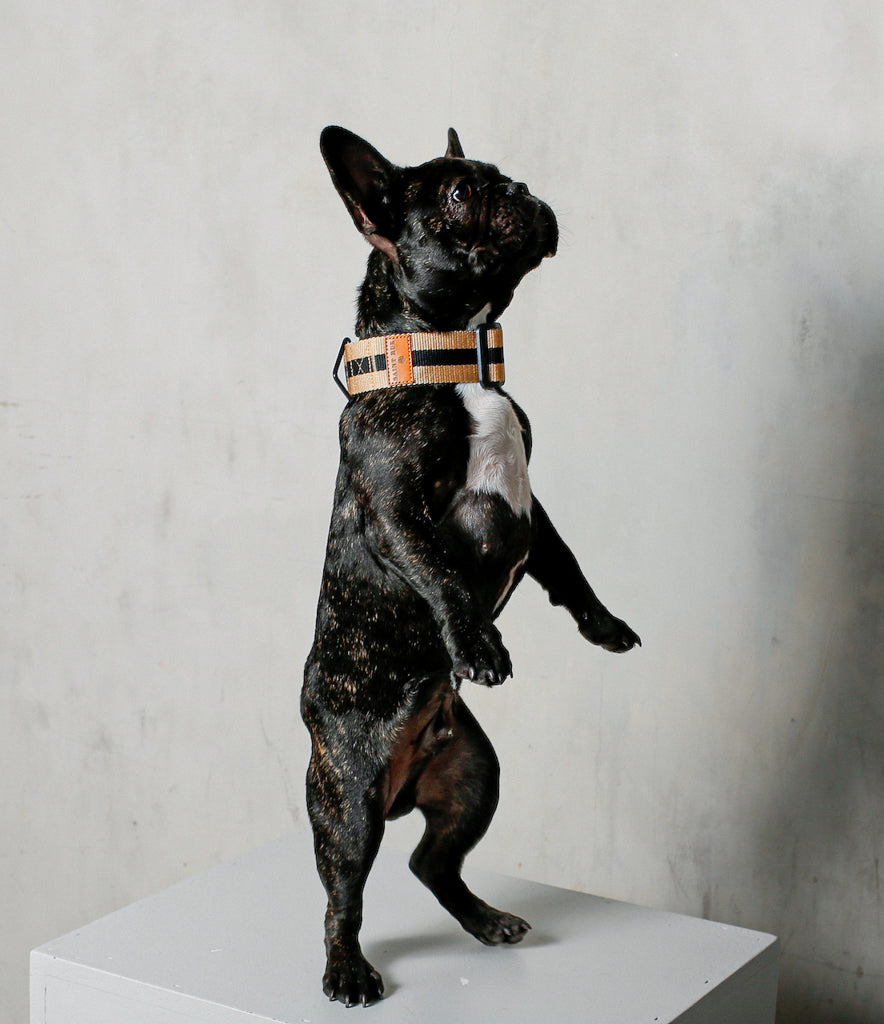 black french bulldog standing with wide dog collar