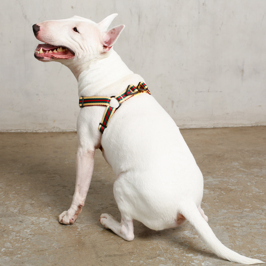 step in dog harness with gold snap buckle