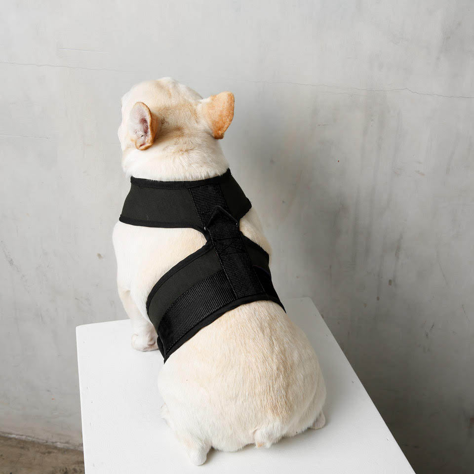 french bulldog in black dog harness