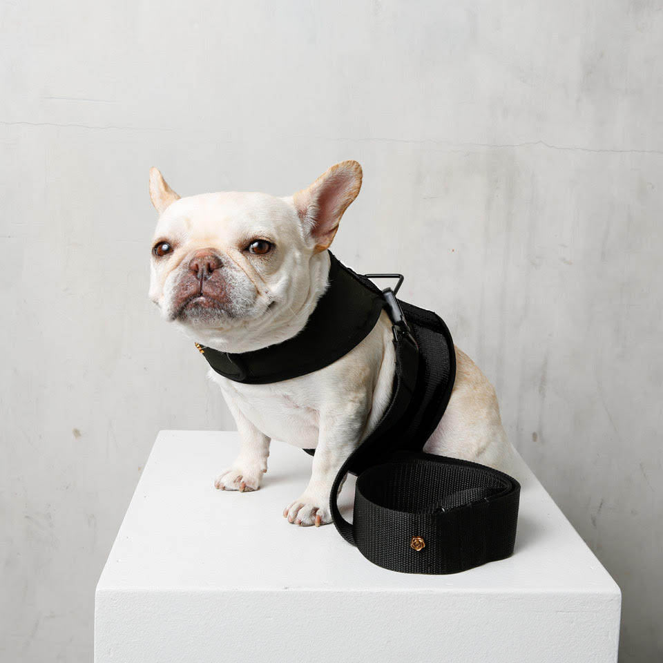 white french bulldog wearing black dog harness and leash