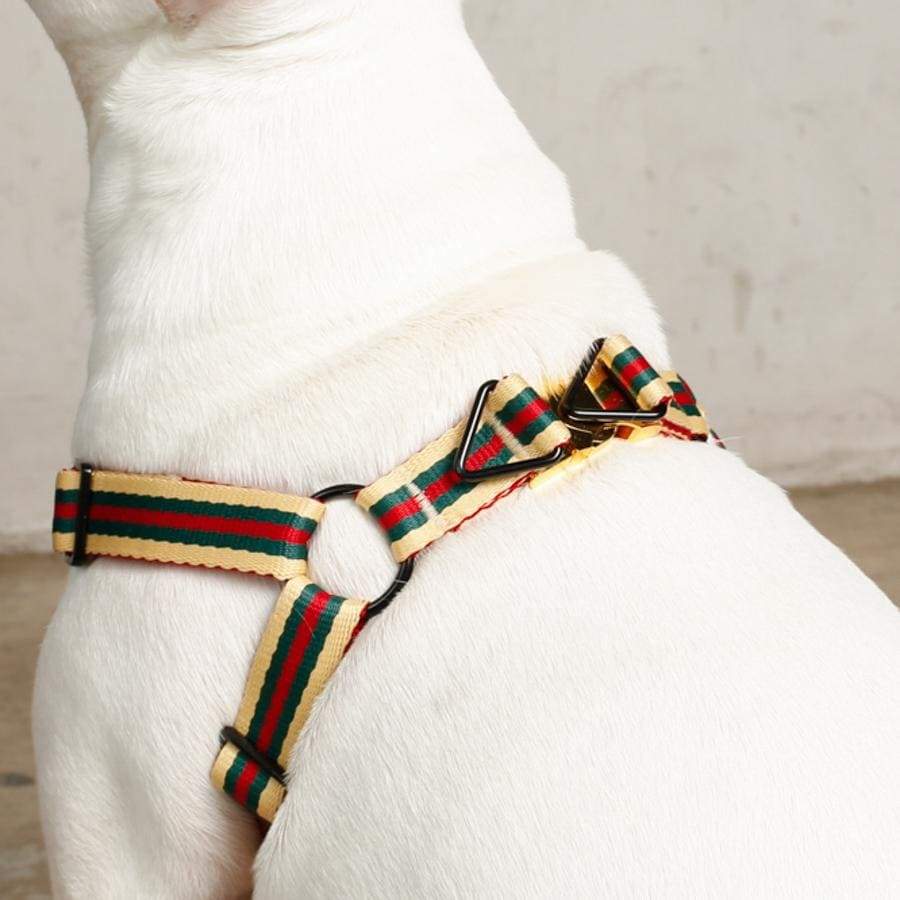 gucci dog harness