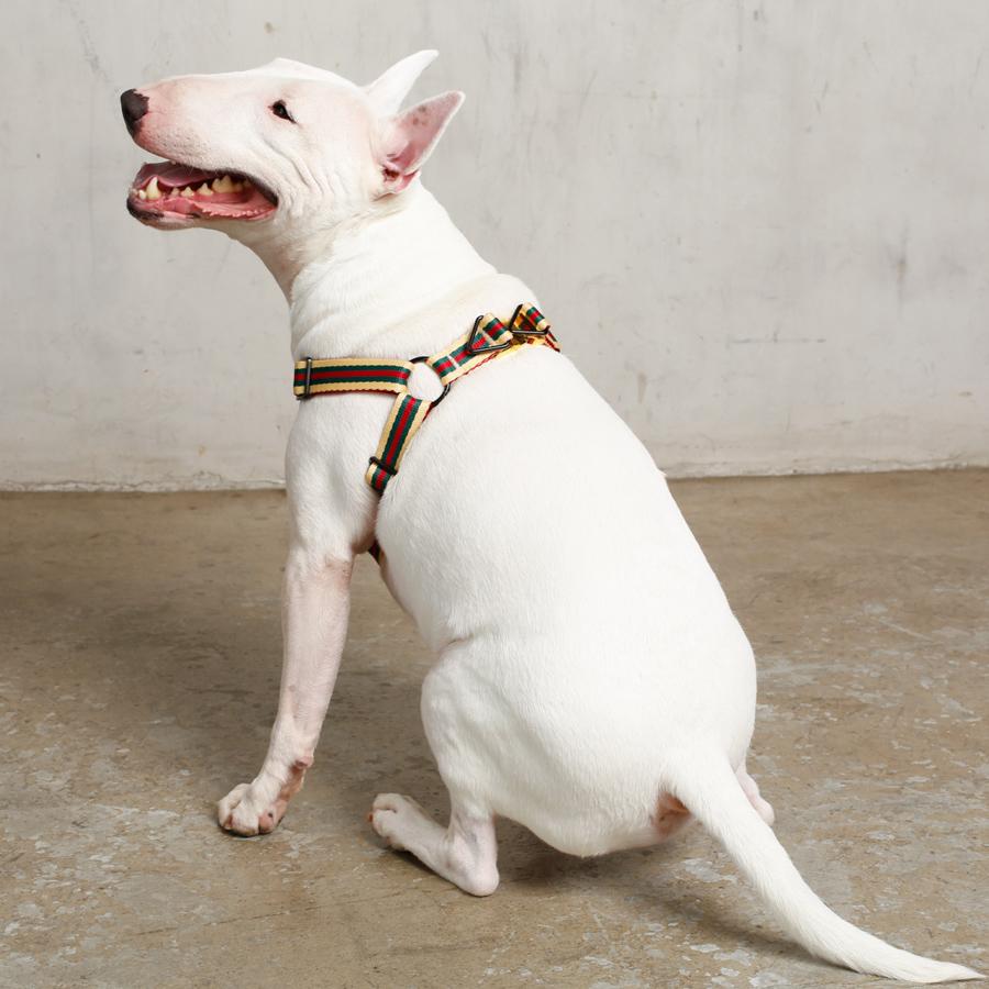 bull terrier in luxury dog harness
