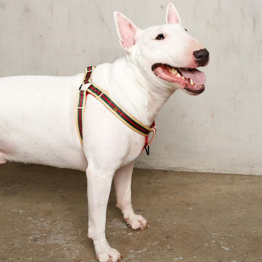 white dog in luxury dog harness