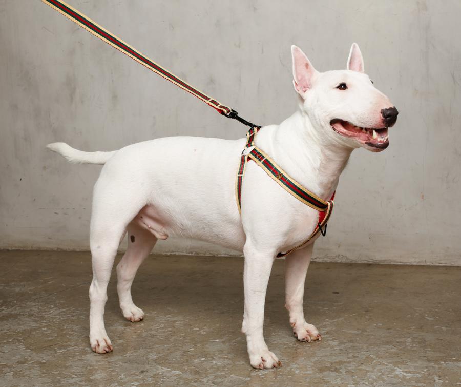 designer dog accessories on white bull terrier