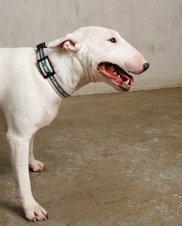 bull terrier in stylish pink dog collar