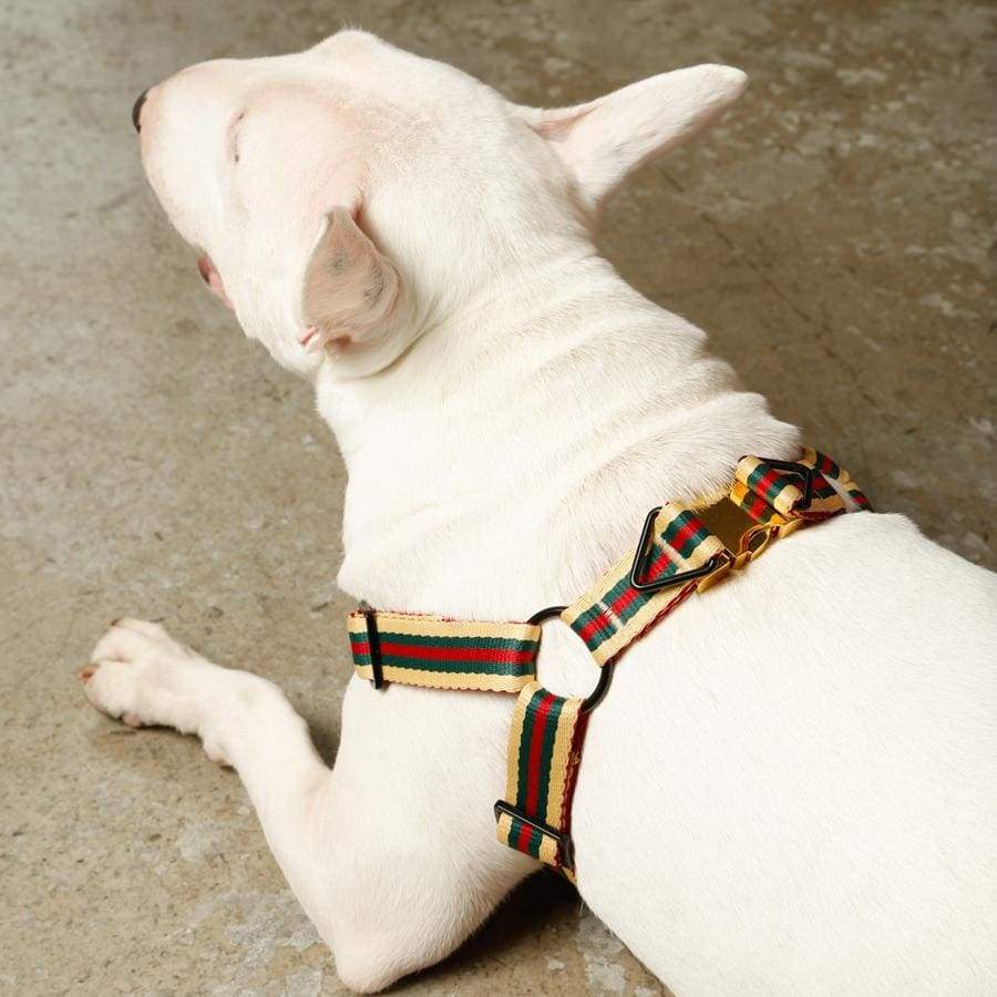 stylish dog harness with gold snap buckle