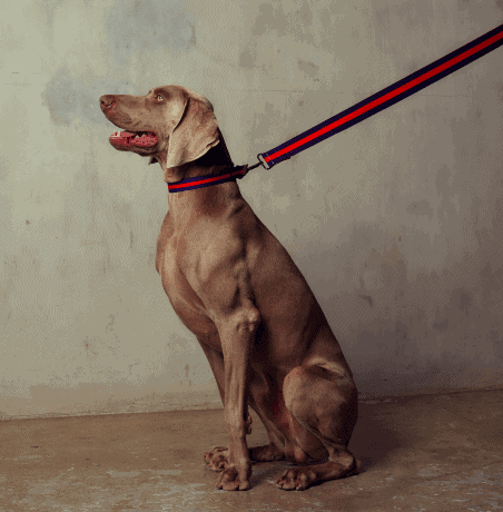 brown dog in matching dog collar and leash