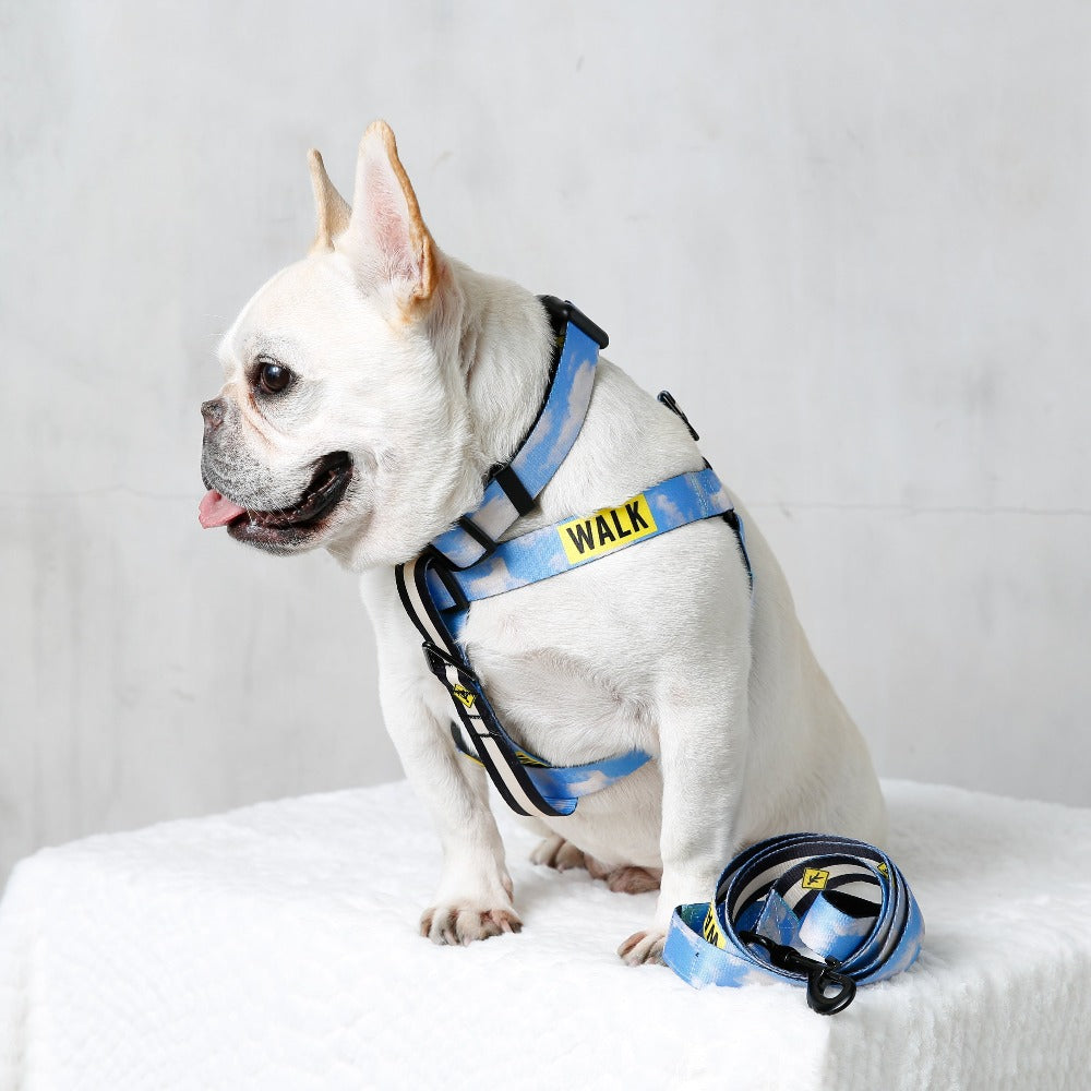 french bulldog wearing sky blue dog harness and leash