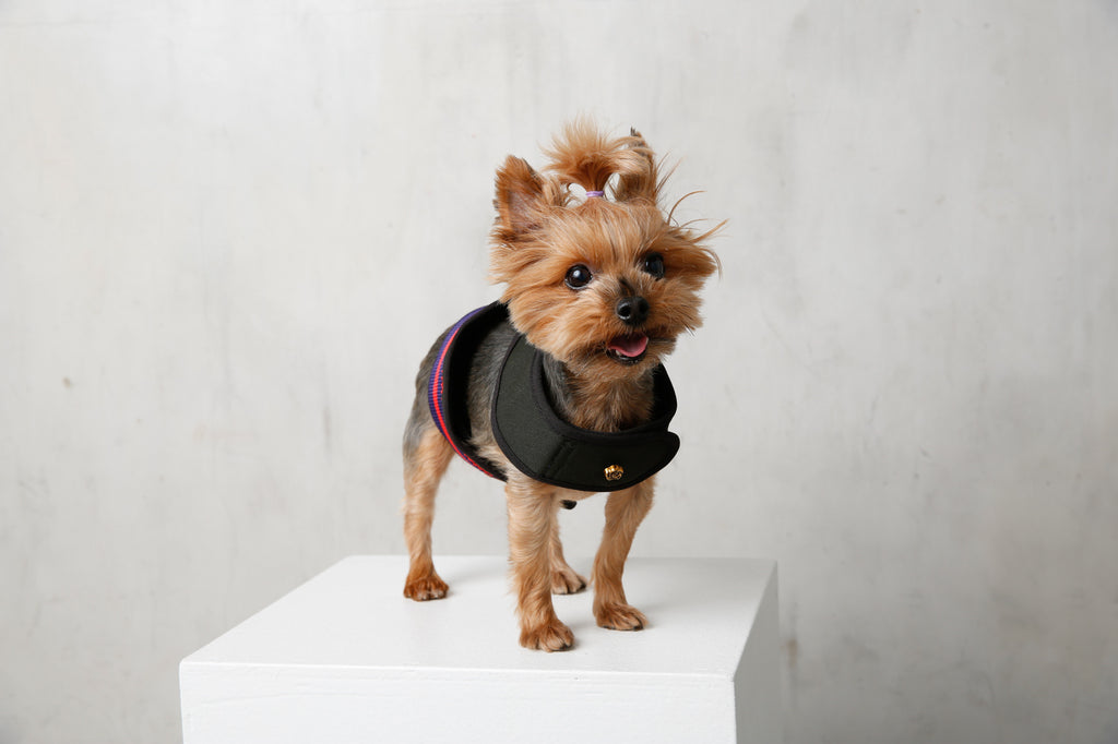 small yorkie in fashionable dog harness