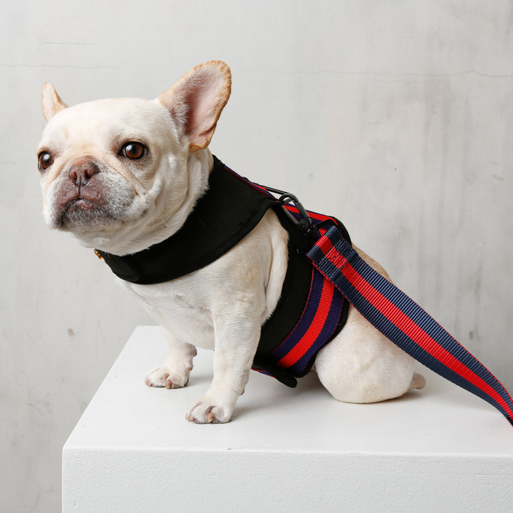 french bulldog in dog harness red blue design