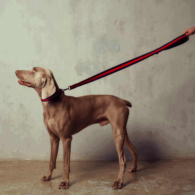 stylish dog with red navy striped leash in cement studio