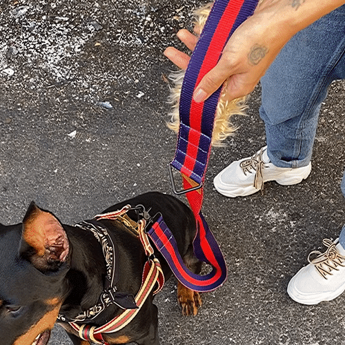 gif of touching city dog leash fur handle