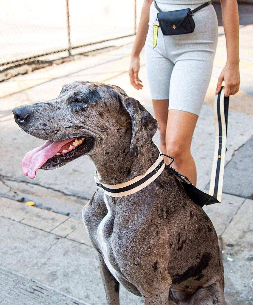 great dane with dog mom wearing beige black collar and leash