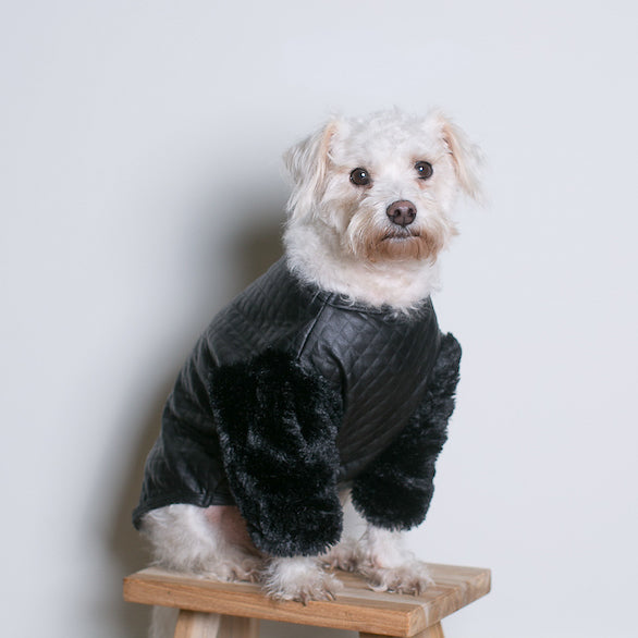 white dog wearing black leather top with fur sleeves