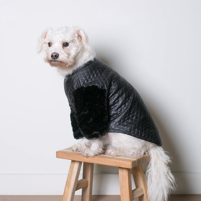 medium white dog in quilted faux leather top with fur sleeves