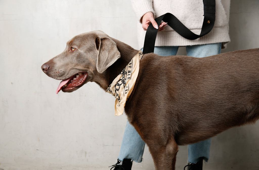 dog wearing bandana and black dog leash