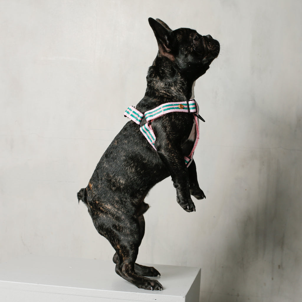 black french bulldog in pink dog harness