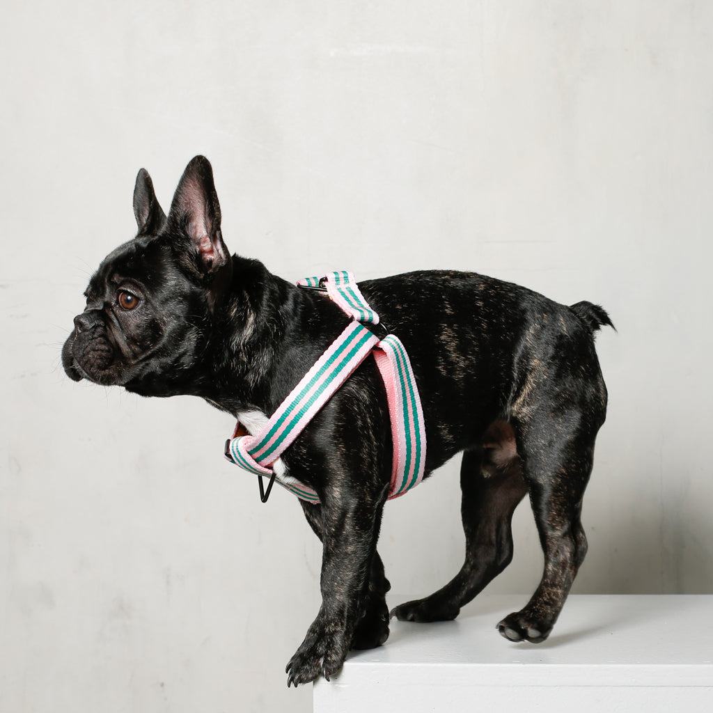 black french bulldog in cute pink dog harness