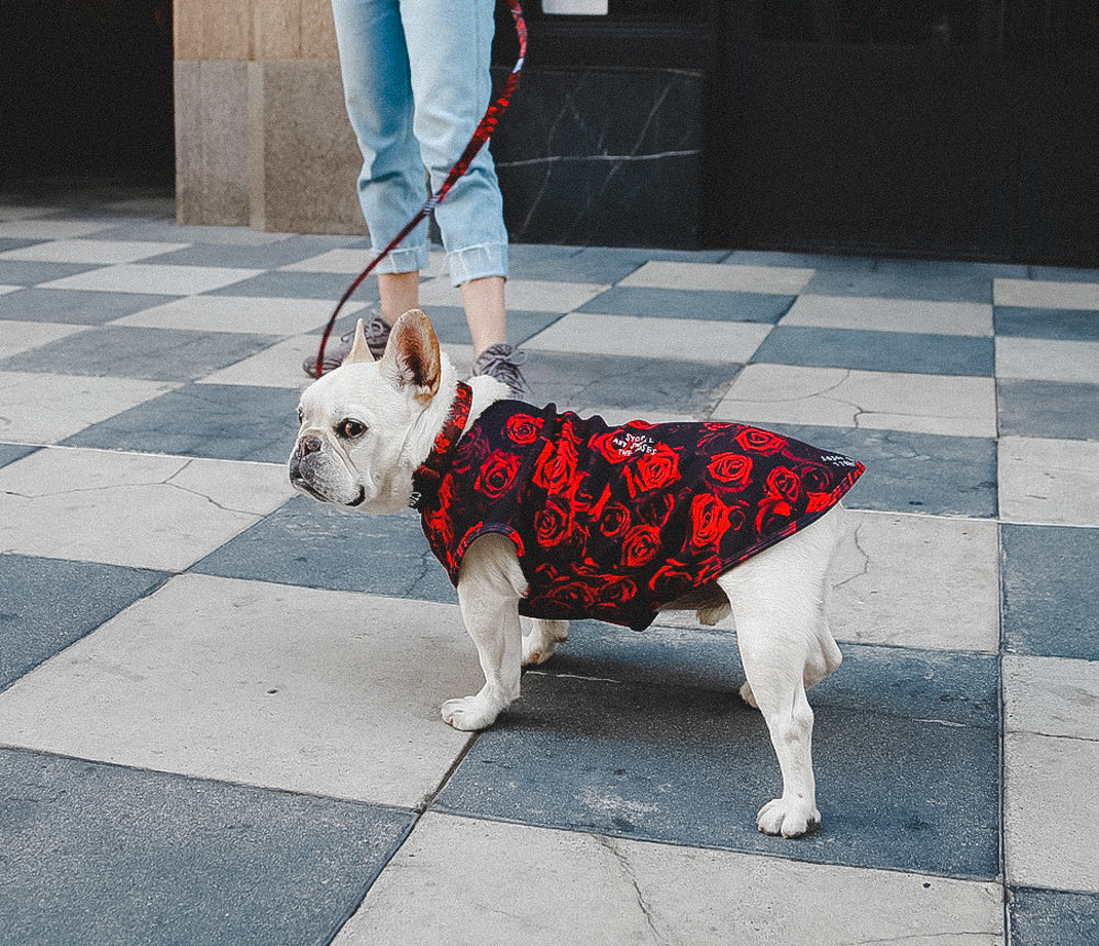 french bulldog in the city wearing red rose tank top