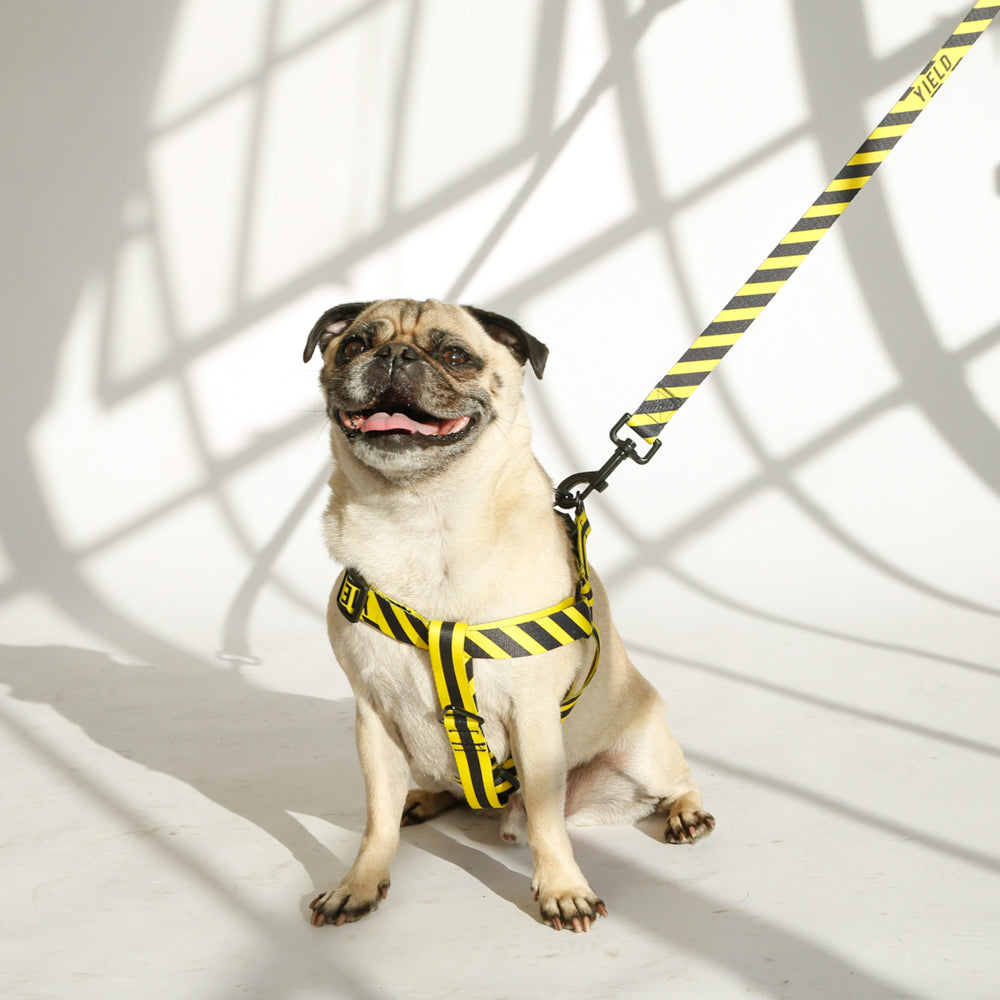 yellow black dog harness on pug