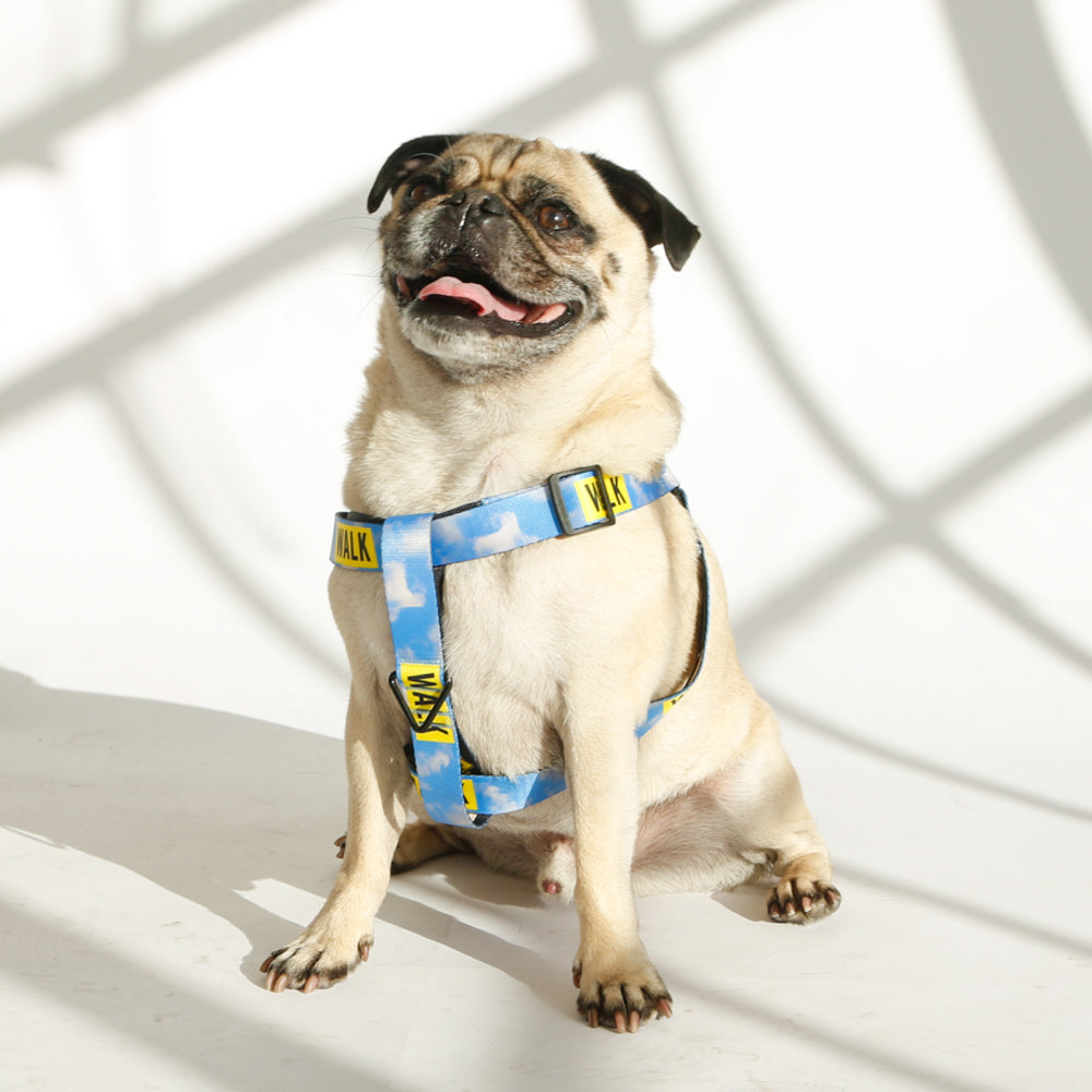 pug wearing blue dog harness