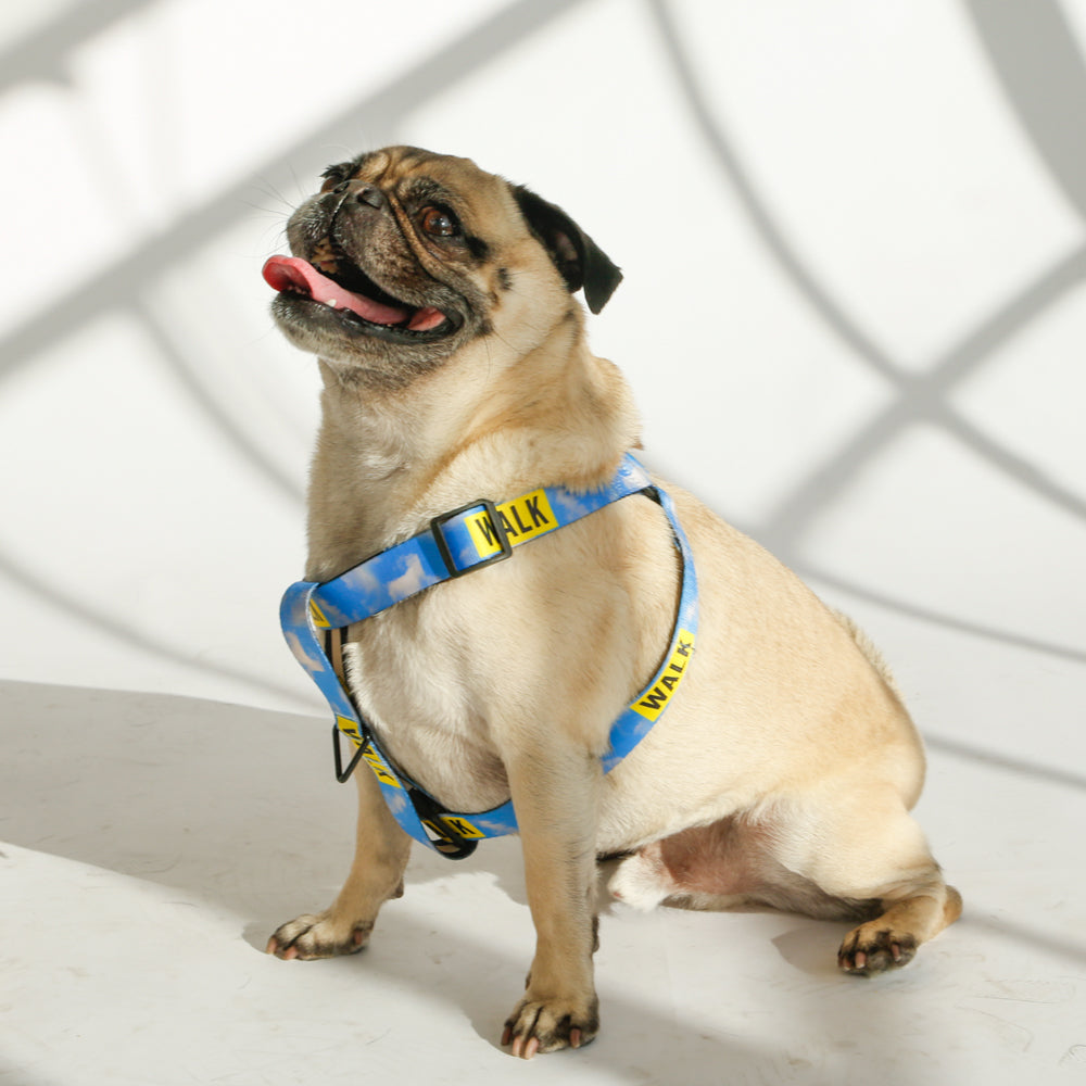 pug in sky blue dog harness