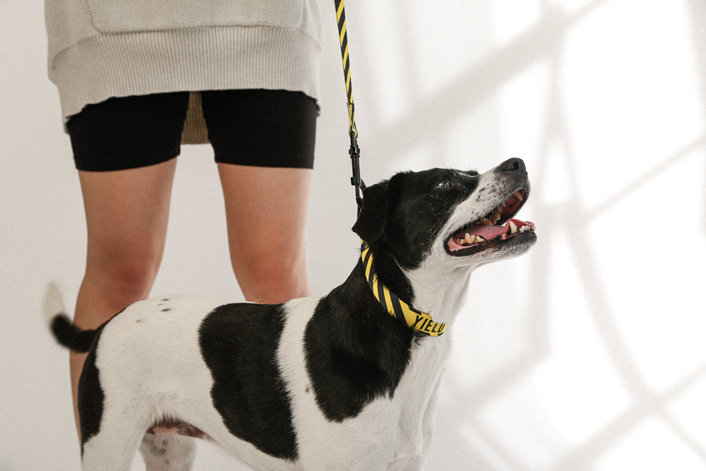 yellow black dog collar and leash