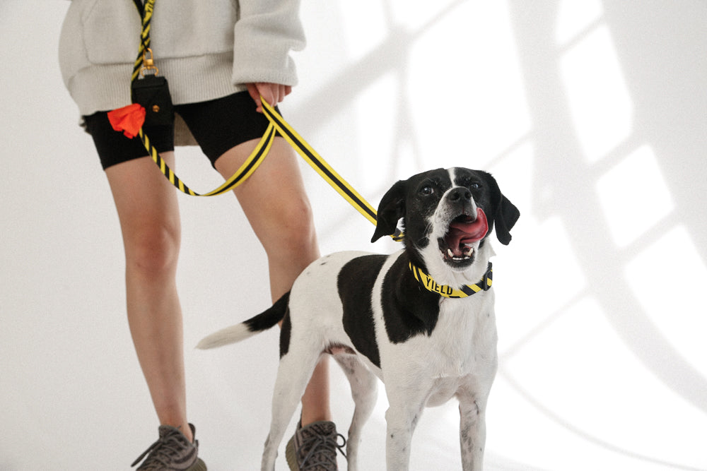 yellow black yield dog collar and leash