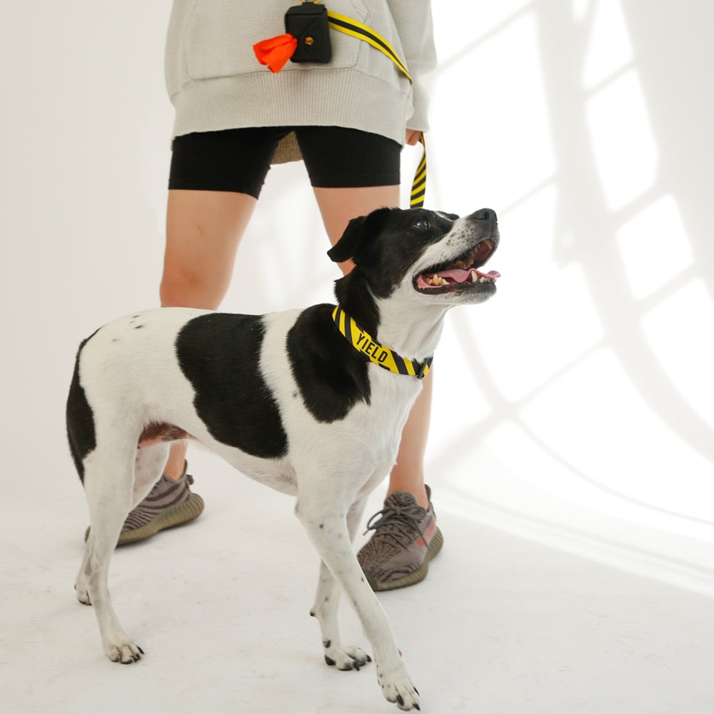 yellow black yield dog collar and dog mom