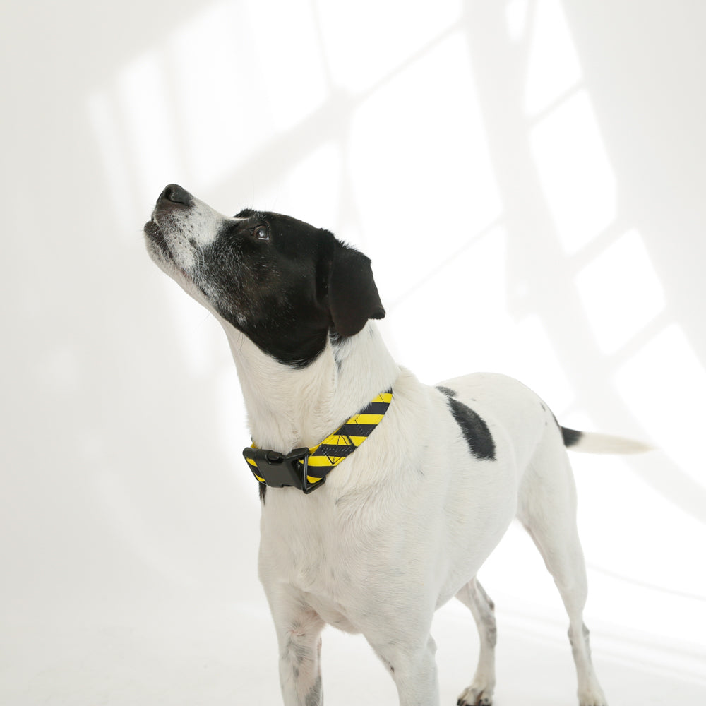 yellow black yield dog collar