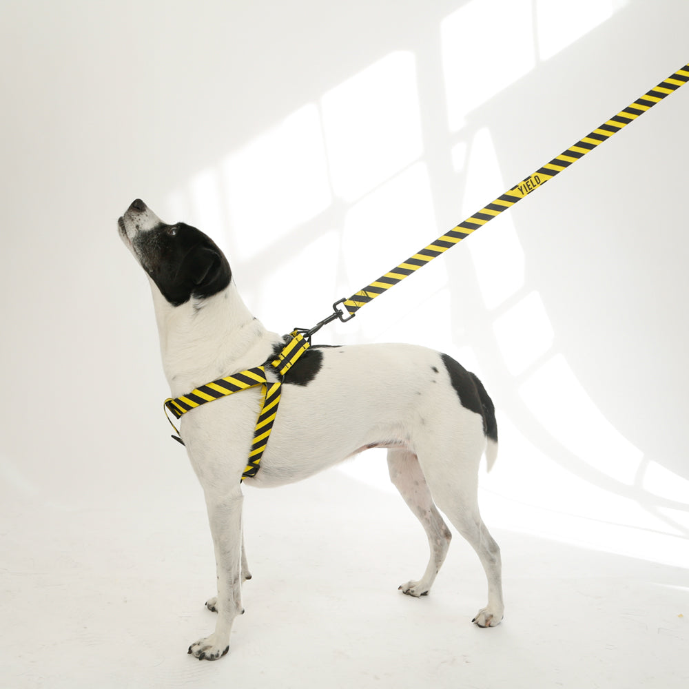 yellow black dog harness on white black dog