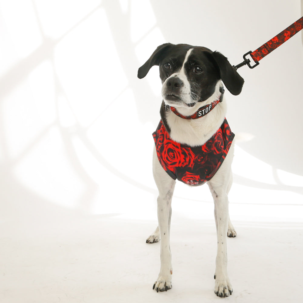dog wearing red rose dog tank on leash