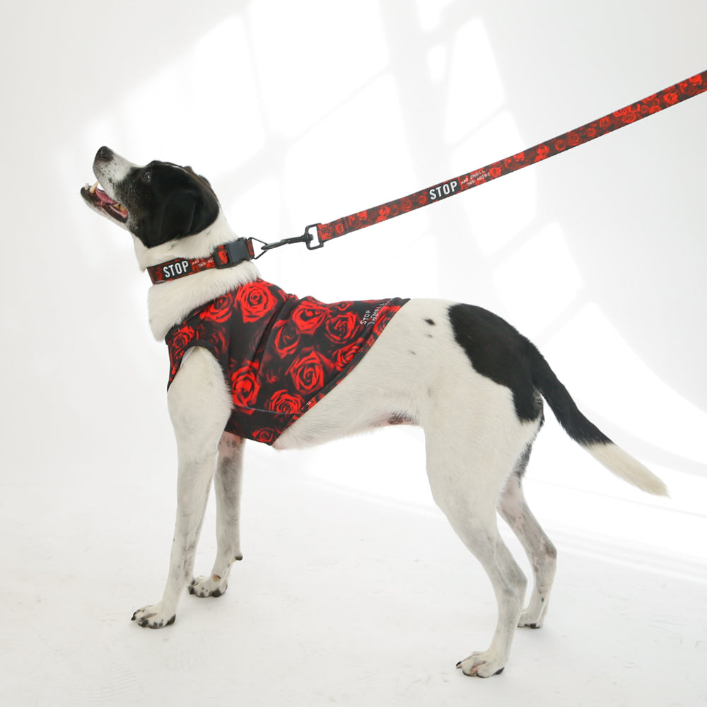 dog wearing rose tank top on red leash