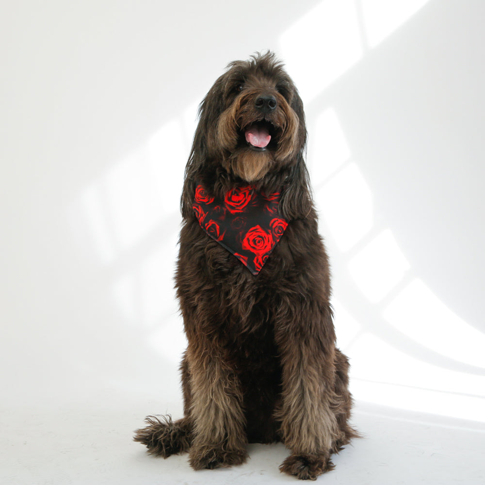 shaggy dog wearing rose bandana