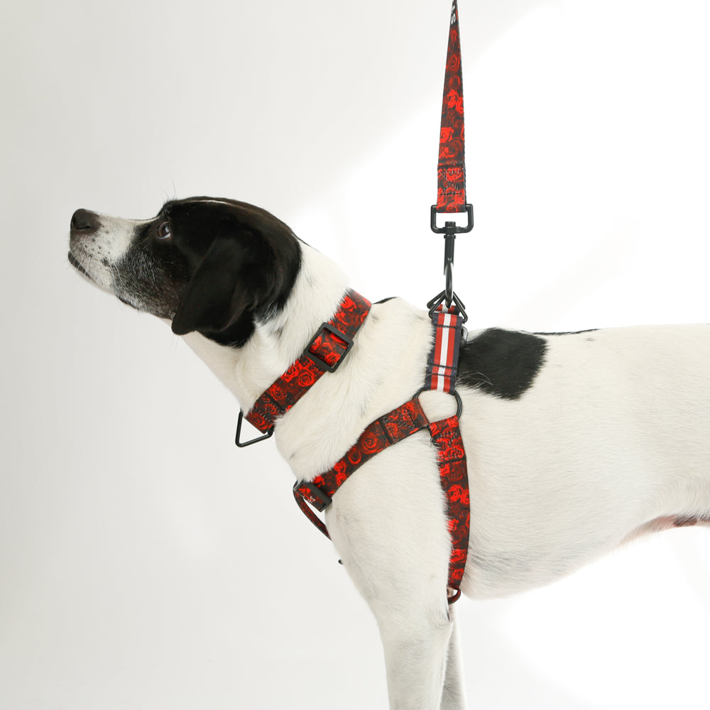 dog with rose design collar dog harness and dog leash
