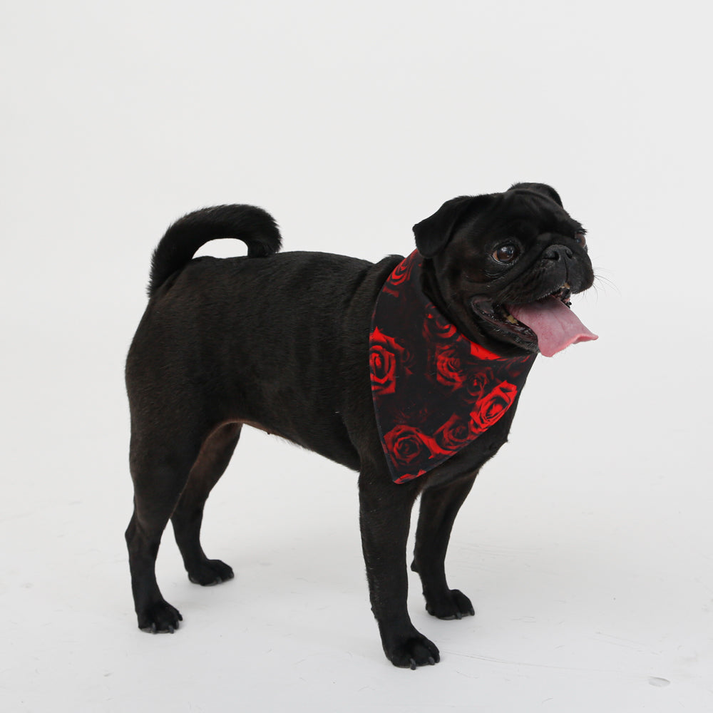 black pug in red rose dog bandana