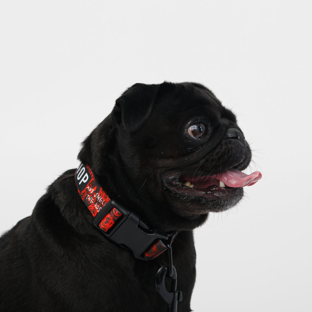 black pug with rose dog collar with black snap buckle