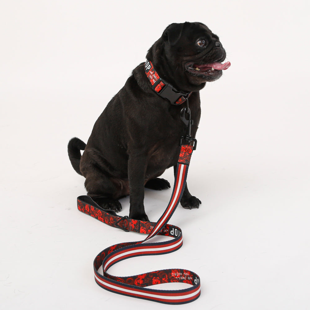 black pug with rose dog collar and rose dog leash
