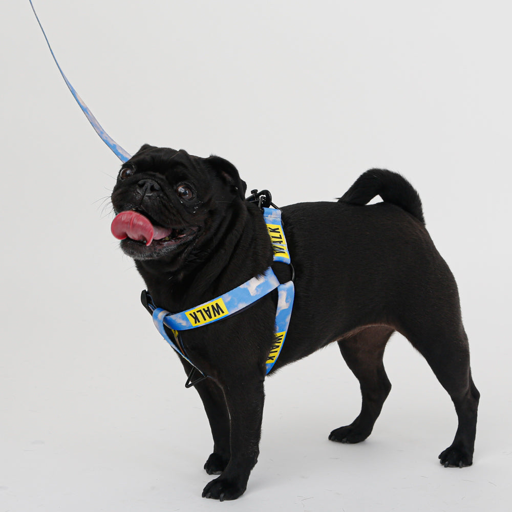 black pug in sky blue dog harness