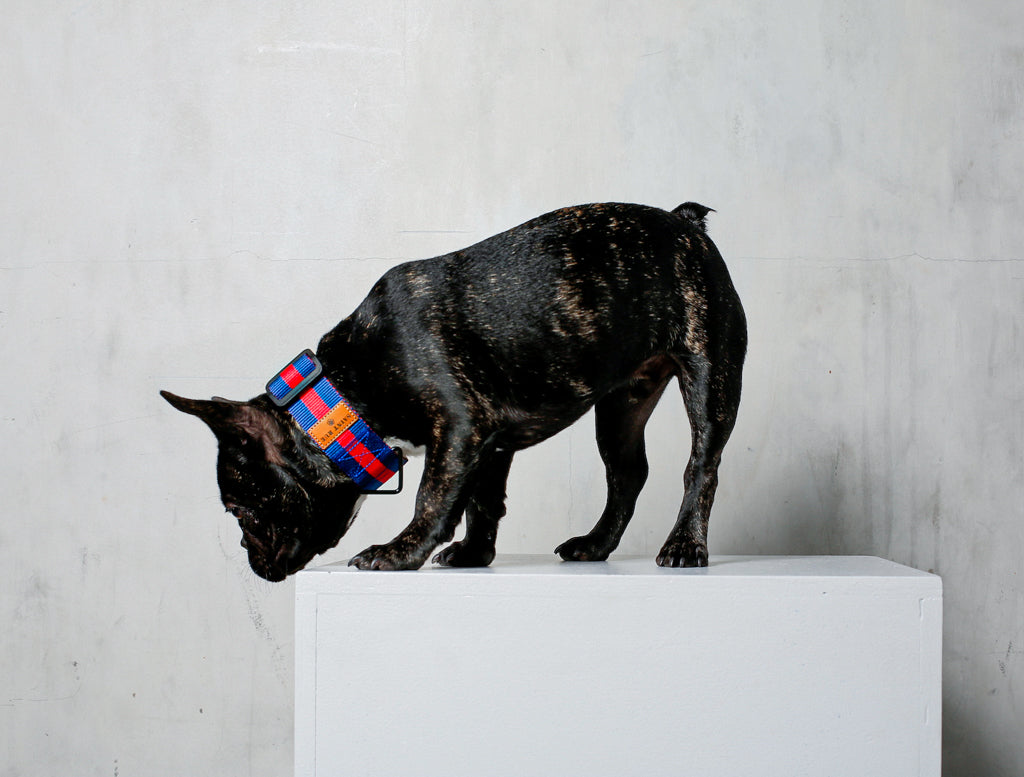 black french bulldog red blue dog collar