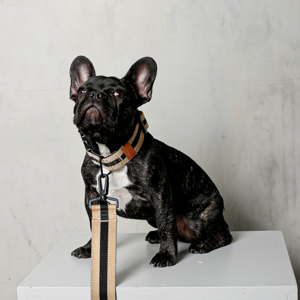 black french bulldog wearing wide dog collar and beige black dog leash
