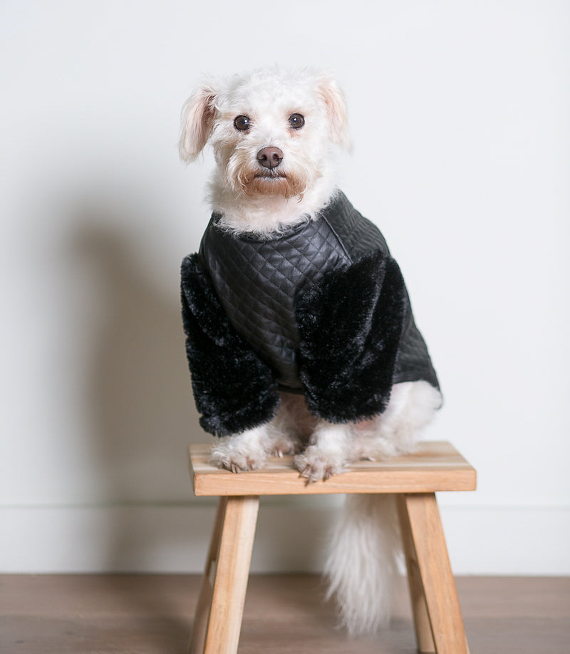 front view of medium dog in faux leather top